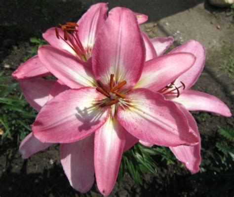 Лилия БЛЭК ШАРМ