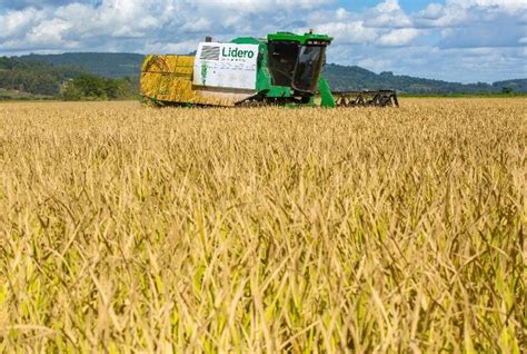 Plantio Da Soja Na Rota O De Culturas Destaque Na Abertura Oficial