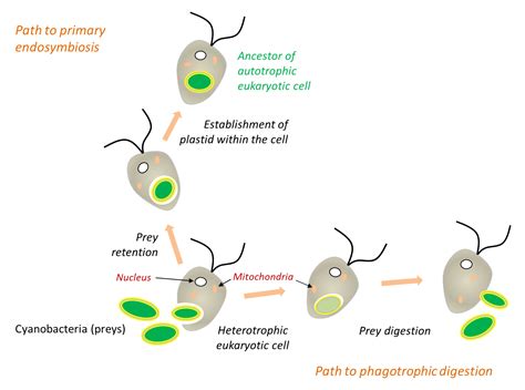 The presence of DNA in mitochondria and chloroplastsupports the hypothesis that(a) Mitochondria ...