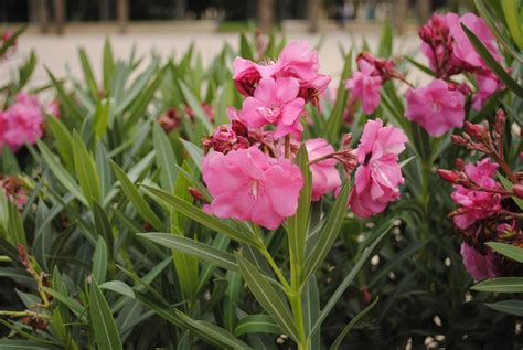 Que Planter Au Pied Des Lauriers Roses Le Guide Dentretien Complet