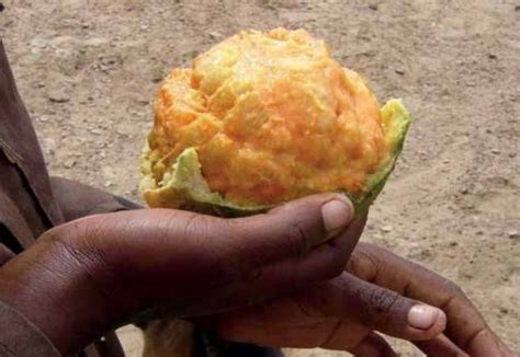 Nara Melons Bread Of The Namib Desert Bushguide 101