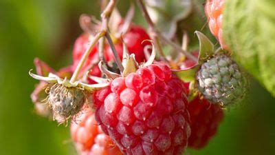 Autumn Bliss Rubus Idaeus Framboos Fruithof