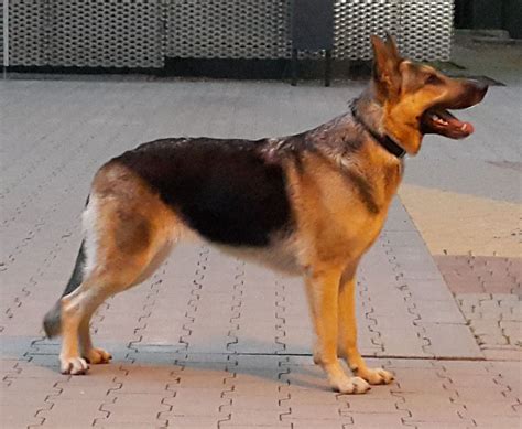 German Shepherd - Wikipedia