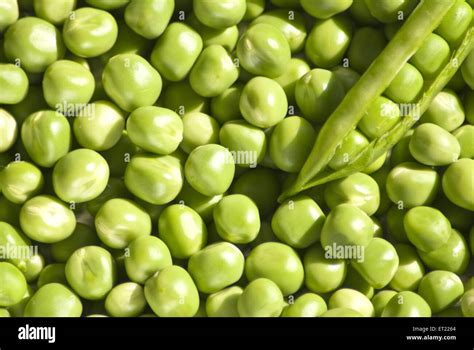 Green Peas Pisum Sativum And Pod Stock Photo Alamy