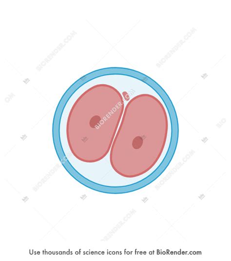 Free Zygote (2. 2-cell stage) Icons, Symbols & Images | BioRender