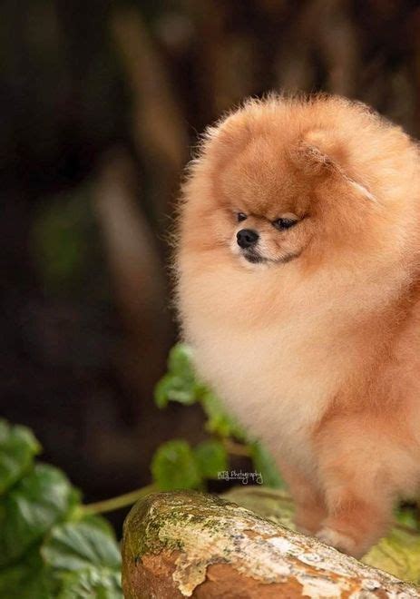 Pomerania En Venta Criadero Pomeranias Mx Mexico