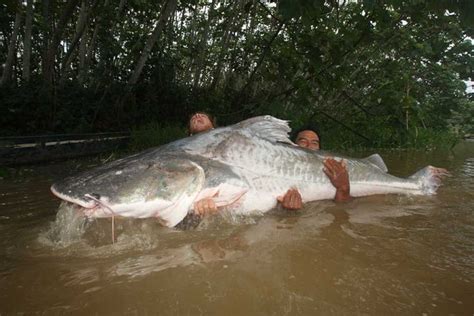 Biggest Catfish World Records Of All Time Game Fish Big