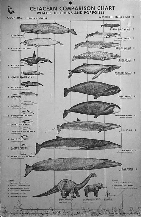 2 Educational poster depicting species of whales and their size ...