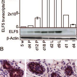 Elf5 Expression During Mammary Gland Development A The Level Of Elf5