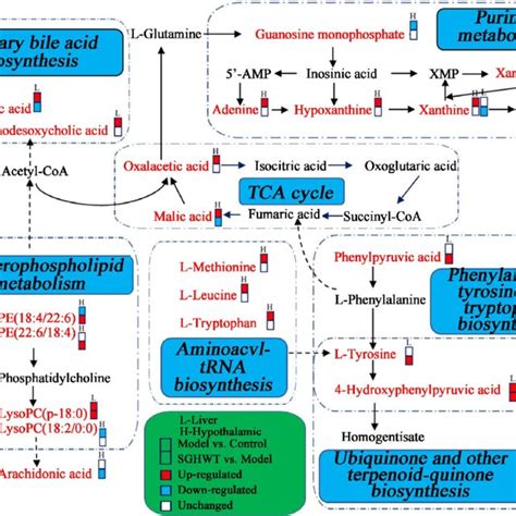 Metabolic Pathway Network Map Associated With The Differentially