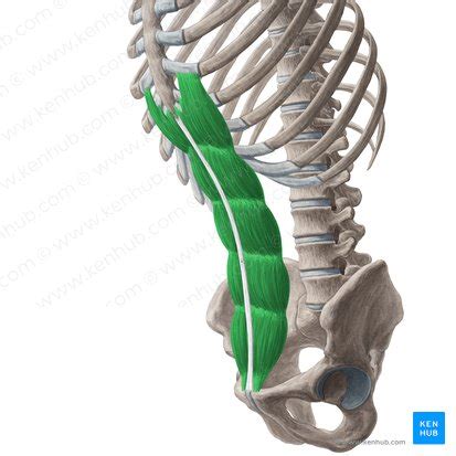 Vordere Bauchmuskulatur Anatomie Funktion Hernien Kenhub