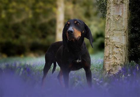 coonhound coonhound animals animales animaux animal animais