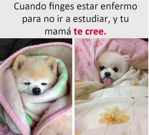 28 Memes De Perros Que Te Harán Derramar Lágrimas De Risa Memes