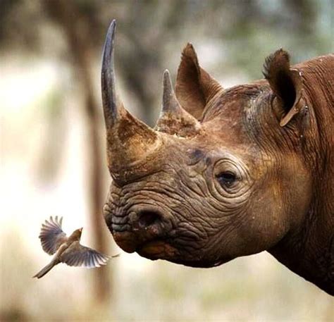 Rhino And Bird By Oryx Photographic Expeditions African Animals