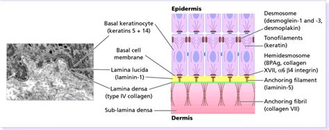 The Function and Structure of the Skin | Plastic Surgery Key