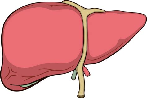 Liver Anatomy Organ Vector Png Images Eps Free Download Pikbest