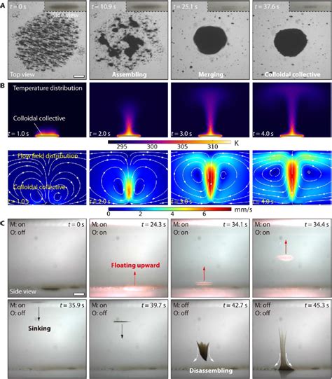 Generation Of The Upward And Downward Movements Of The Colloidal