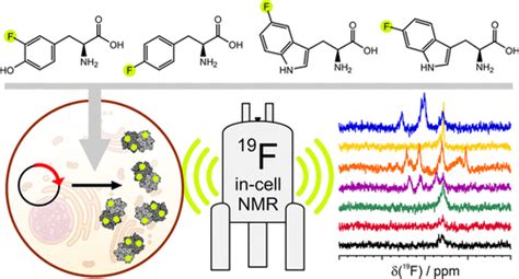 Direct Expression Of Fluorinated Proteins In Human Cells For 19f In