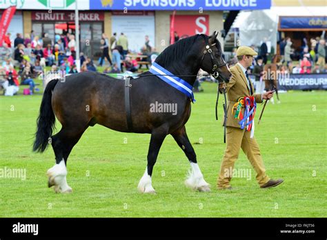 Winners Parade At Royal Highland Show 2015 Ingliston Edinburgh