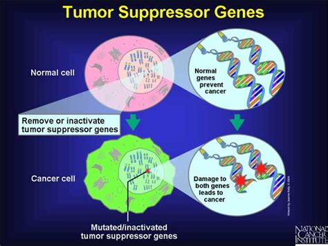 Science isn't Fiction: Tumor Suppressor Genes