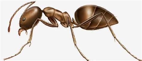 Argentine Ants Identification and Biology