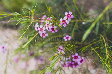 Native Australian Geraldton Waxflower Plant In Beautiful Tropical