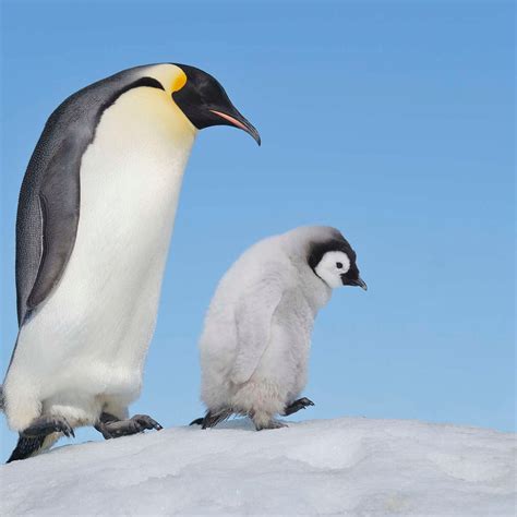 Emperor Penguin And Its Baby Wall Art | Photography