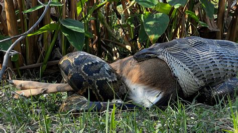 Florida biologists prove invasive Burmese pythons are swallowing deer ...