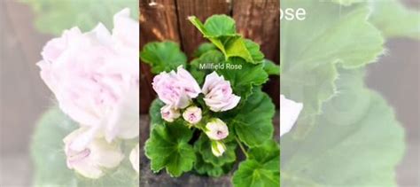 Пеларгонии сортовые купить в Новосибирске | Товары для дома и дачи | Авито