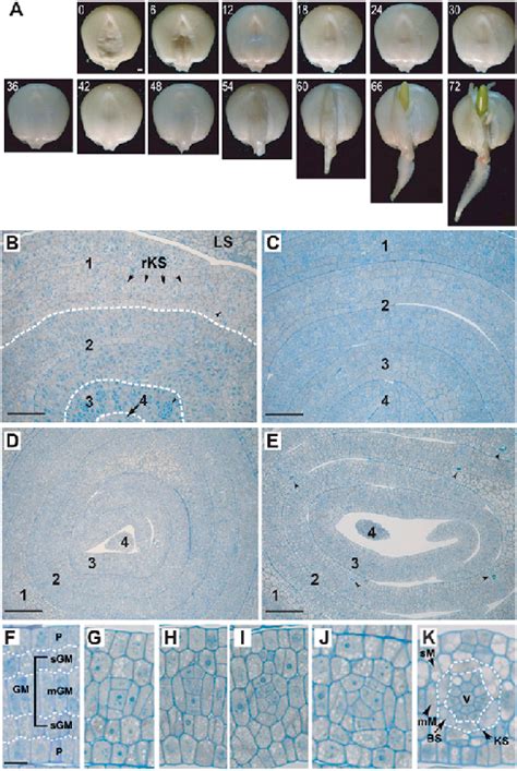 Changes In Maize Seed Morphology And Anatomy During Germination A