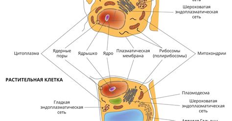 Клетка (в биологии). Большая российская энциклопедия