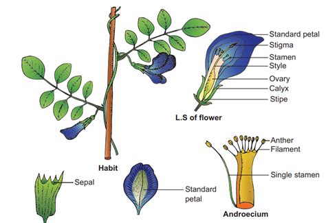 Botanical Description Of Clitoria Ternatea Sangu Pushpam