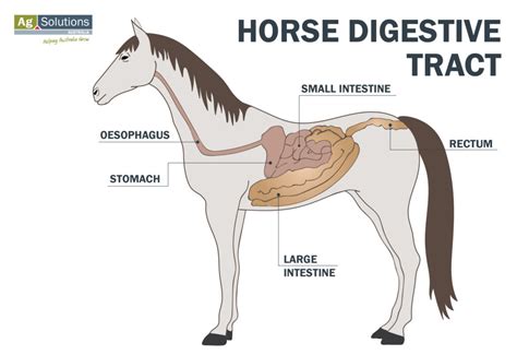 horses stomach called  kayla omay blog