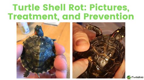 Turtle Shell Rot: Pictures, Treatment, and Prevention - TurtleHolic