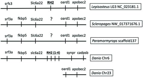 Synteny Of Chromosomal Regions Surrounding RH2 Opsin Gene Flanking