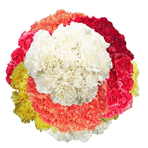 Globalrose Carnations 200 Assorted Color Flowers Express Delivery