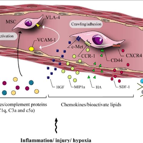 Integrin Very Late Antigen Vla Is Expressed By Mscs And Its