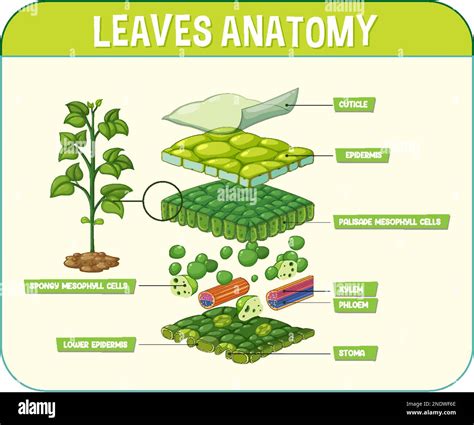 Internal Structure Of Leaf Diagram Illustration Stock Vector Image