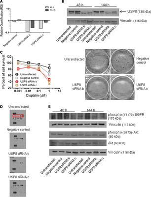 Frontiers The Deubiquitinase Usp Regulates Ovarian Cancer Cell