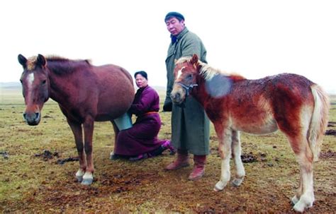 Airag - Mongolian Traditional Fermented Mare's Milk