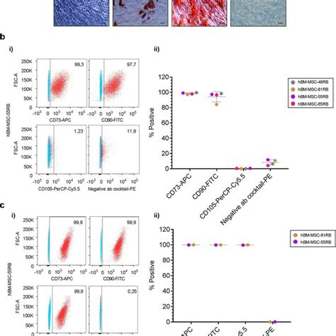 Assessment Of HBM MSC Characteristics After CellSTACK Cell Culture