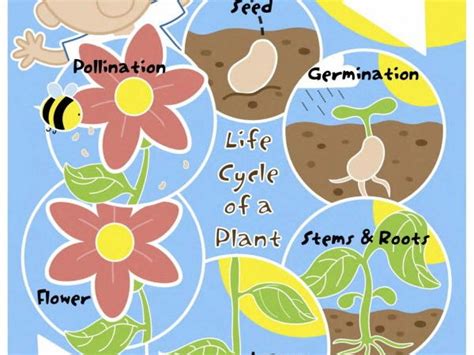 Plant Life Cycle Poster For Kids