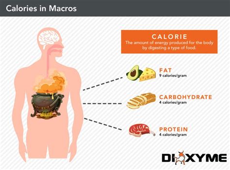 macronutrients in the human body - Healthy Food Near Me