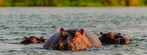 Lower Zambezi National Park Safari | Zambia | Africa Sky