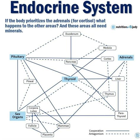 Microblog Stress Can Cause Damage To Your Body Nutrition With Judy