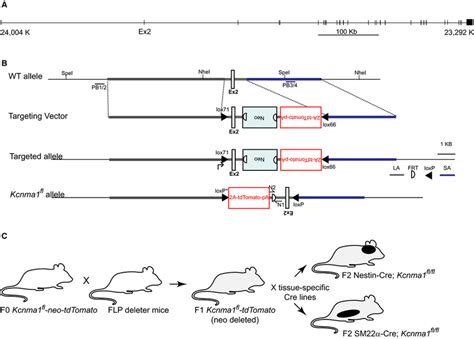 Kcnma1 Gene Structure And Conditional Inactivation Strategy A Mus Download Scientific