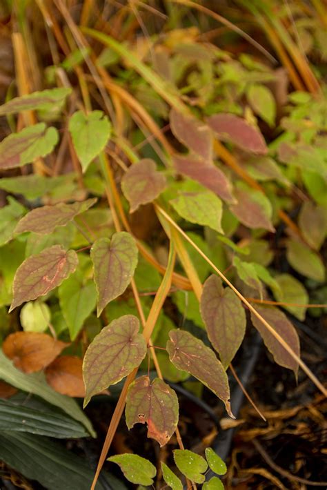 Epimedium Red Queen Autumn Foliage 1 Scott Weber Flickr