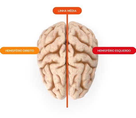 Partes Do Cérebro E Suas Funções