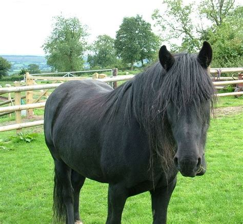 Description and photos of the fell ponies and part bred fells at ...