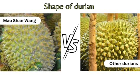 The Ultimate Guide To Mao Shan Wang Durian Tips And Tricks For Durian